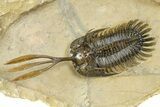Trident Walliserops Trilobite - Top Quality Specimen #254064-2